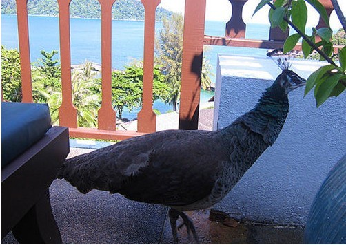 溫泉洗浴設(shè)計(jì)風(fēng)潮 馬來(lái)西亞綠中海溫泉村