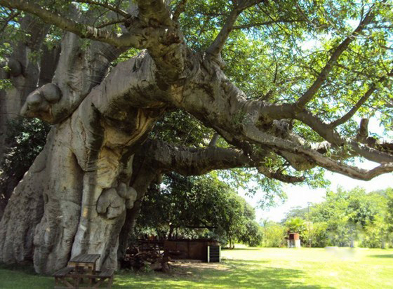 南非超個(gè)性酒吧設(shè)計(jì)  酒吧在6000年猴面包樹里